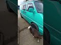 building up another vw t4 to get it back to the owner ready to start the next t4 #vwconversion #vw