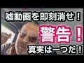 知り合い運送会社の事故に対する嘘動画の怒り、警告！詳細は概要欄に書いてます！