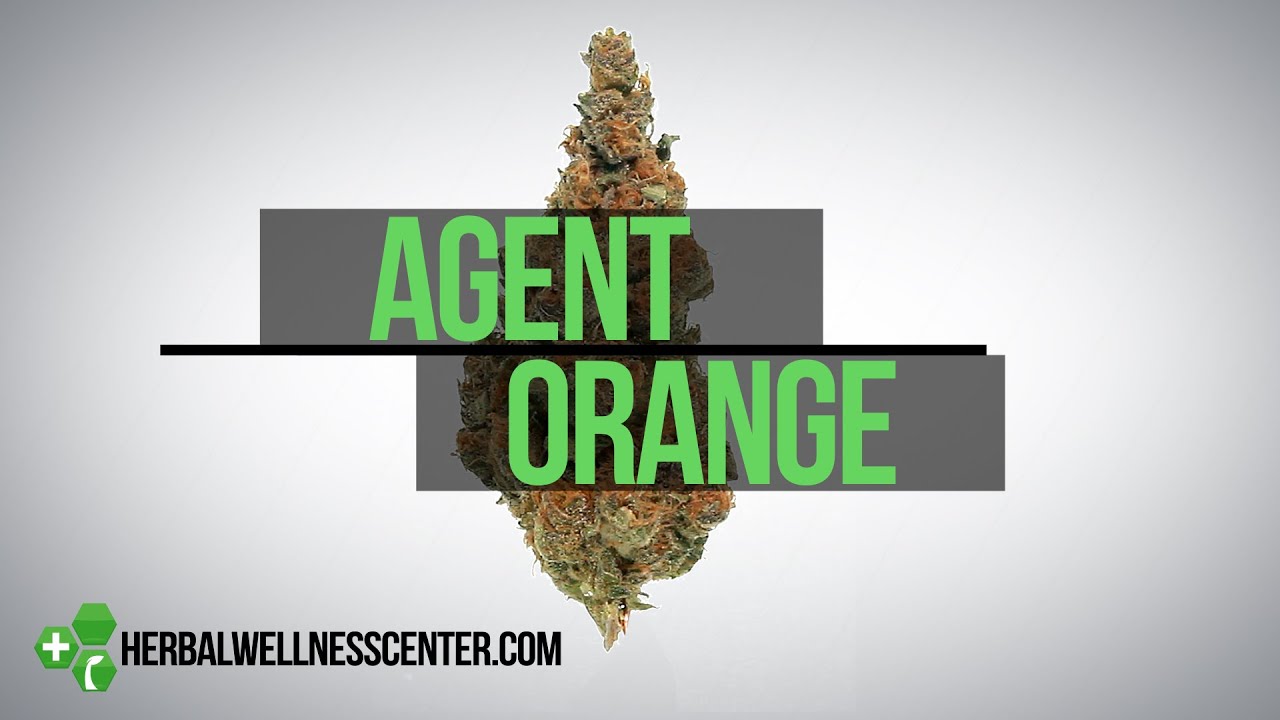 Agent Orange Strain Review