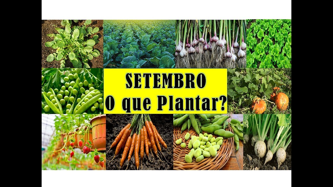 SETEMBRO - O que plantar na Horta com Sucesso! - thptnganamst.edu.vn