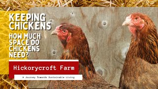 Keeping Chickens | How Much Space Do Chickens Need?