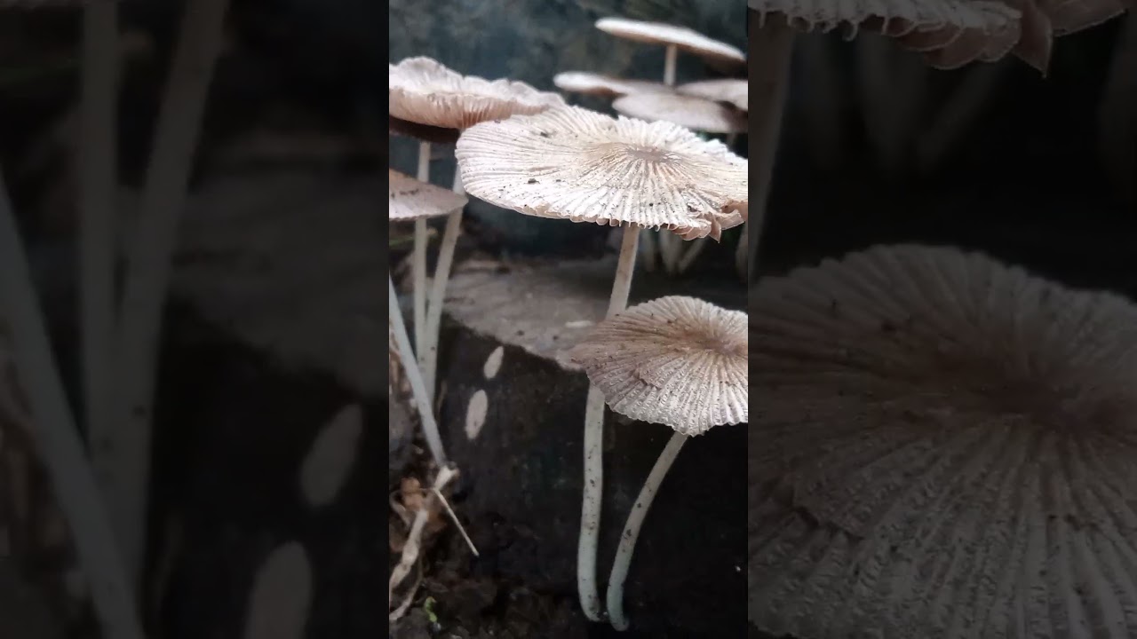 Parasola plicatilis – pleated inkcap 