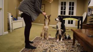 Silken Windhound & Border-Aussie Dog Trick by wildmeadow_windhounds 1,183 views 7 years ago 57 seconds