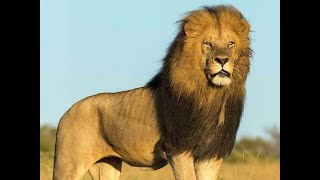 الاسود المتوحشة فيلم وثائقى Wild Lions documentary film