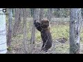 А я вам говорю это тут лишнее 🐻 Медведь-дровосек/Bear Mansur