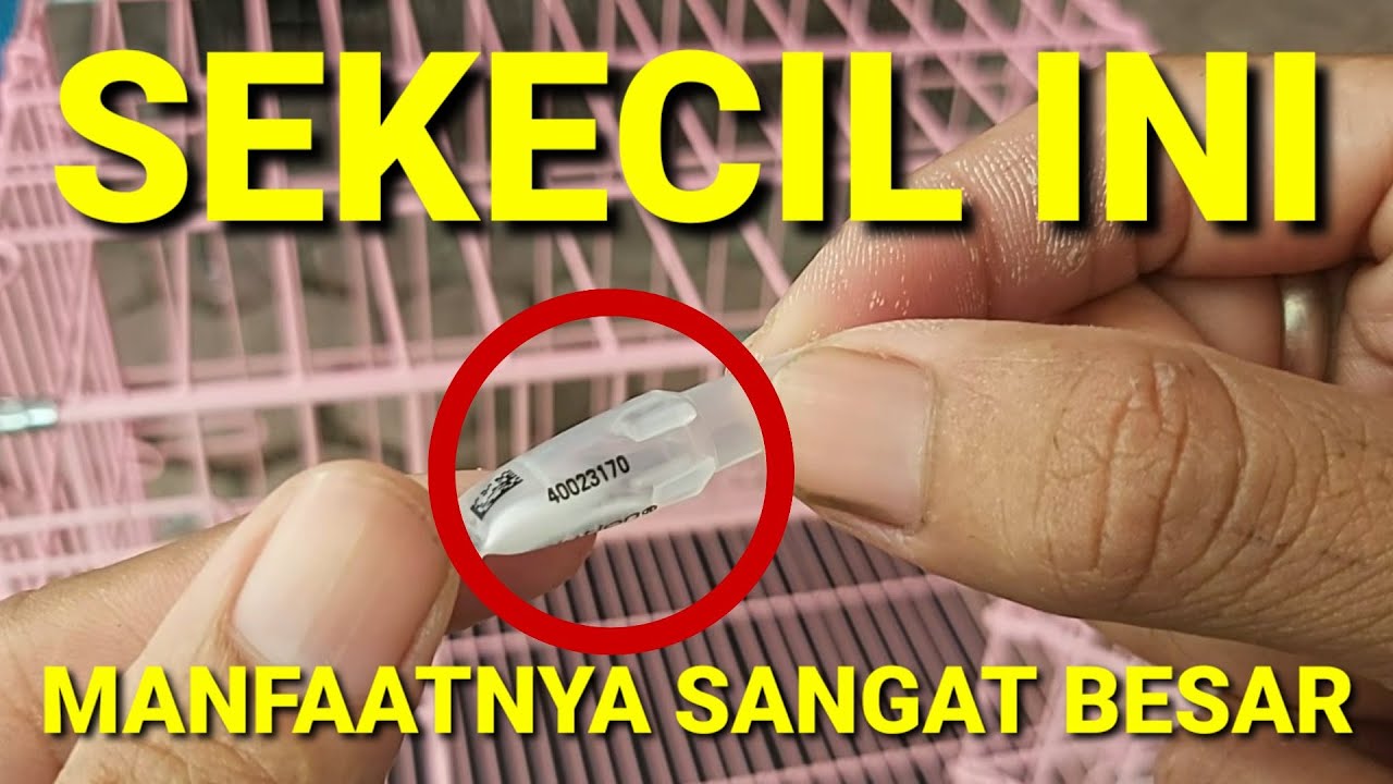 Pakai Obat ini, Scabies Langsung Rontok‼️