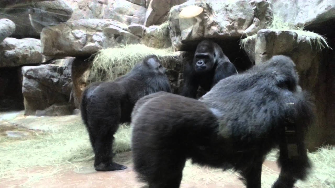 Gorilla Antics in Texas