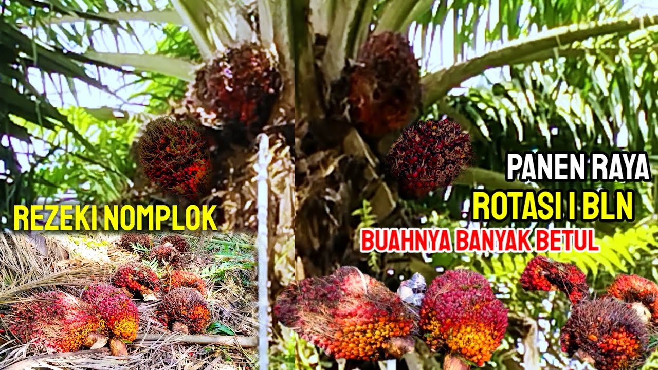 Betul Betul Panen Raya.! Panen Sawit Rotasi 1Bln Buahnya Ugal-ugalan Dan Lihat Tajamnya Sabit Gua