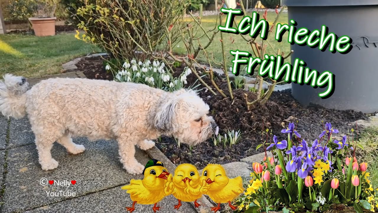 Ich rieche Frühling🌷 liebe Grüße zum Wochenende von mir 🐶 YouTube