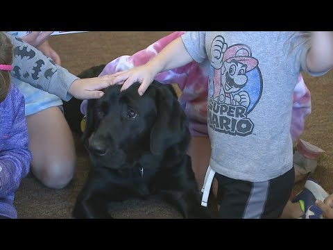 Meet Flint, the therapy dog at the Molly Ockett School in Fryeburg