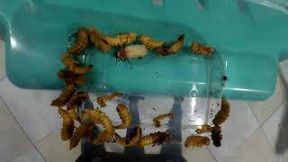 Superworm - pupa to beetle timelapse