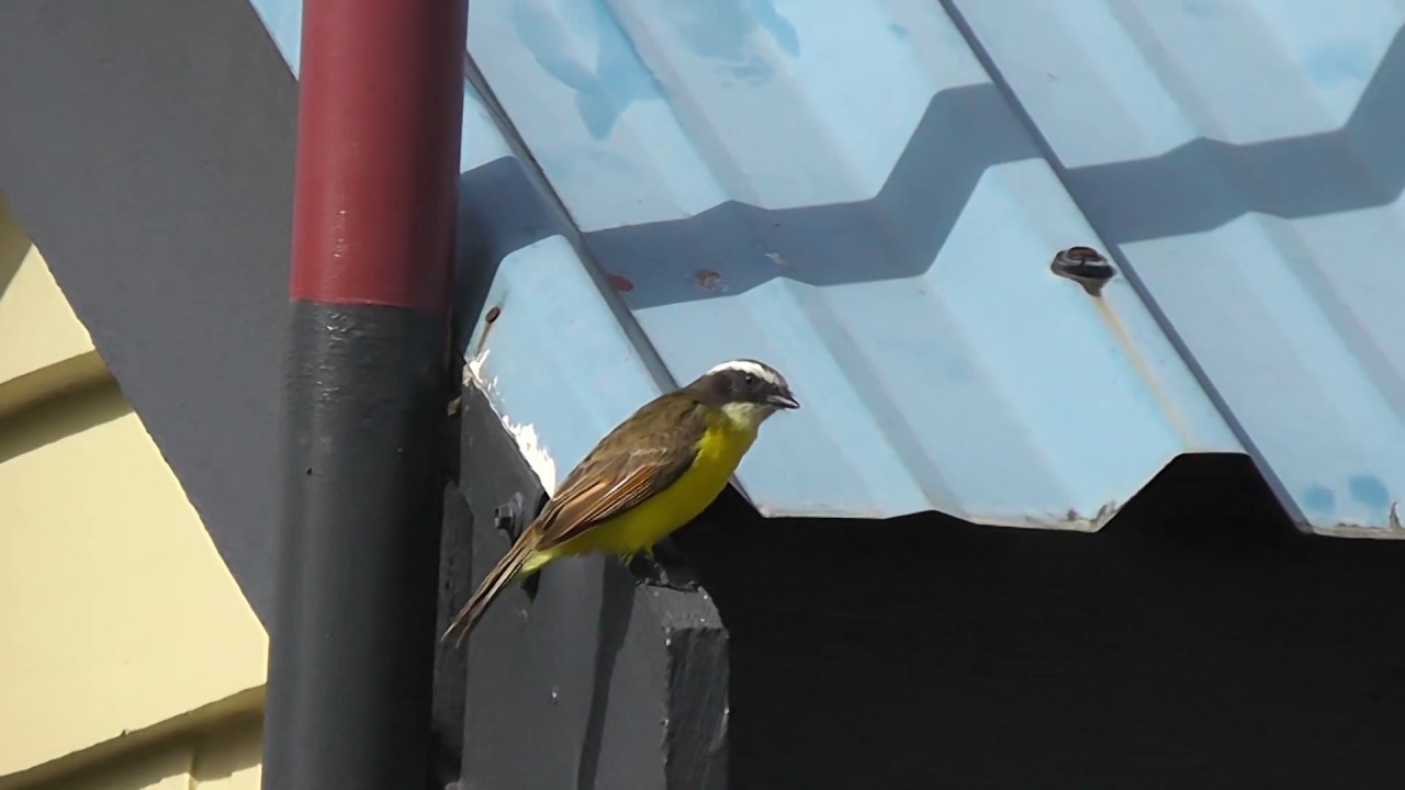 Tyran de Cayenne (Myiozetetes cayanensis) / Rusty-margined Flycatcher © Nicolas Macaire