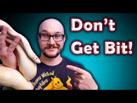 Wideo: Czy wąż może go złamać?