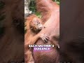 Orangutans on the Brink 🦧 Population Decline, Habitat Loss & Climate Threats #Orangutans #Wildlife