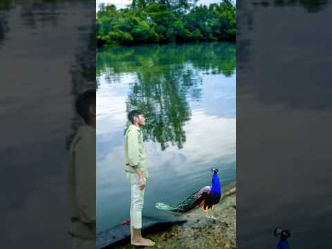 Artificial #peacock water