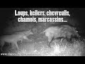 Loups, chevreuils, chamois, keiler, marcassins observés par 4 caméras !