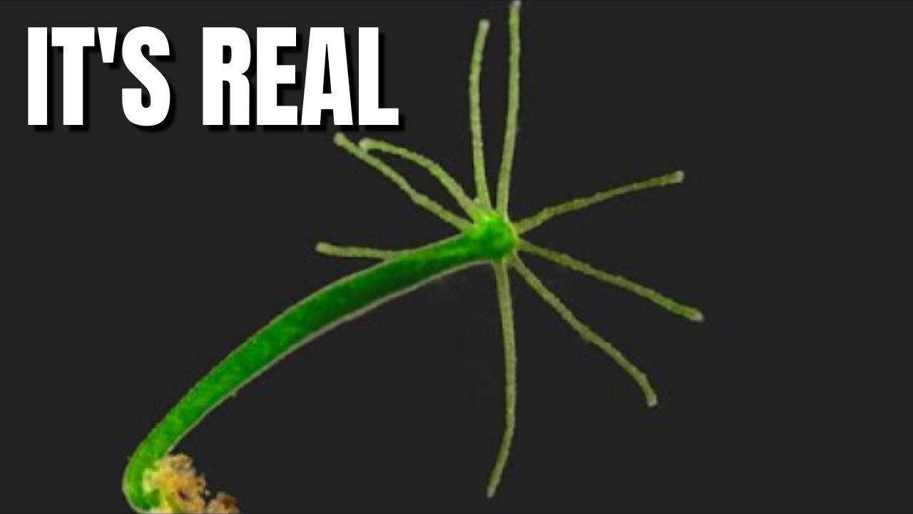 Hydra Vulgaris - How Does It Eat Without A Mouth?