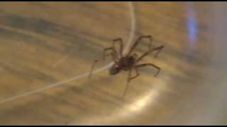 Brown Recluse Look Alike Southeastern Idaho