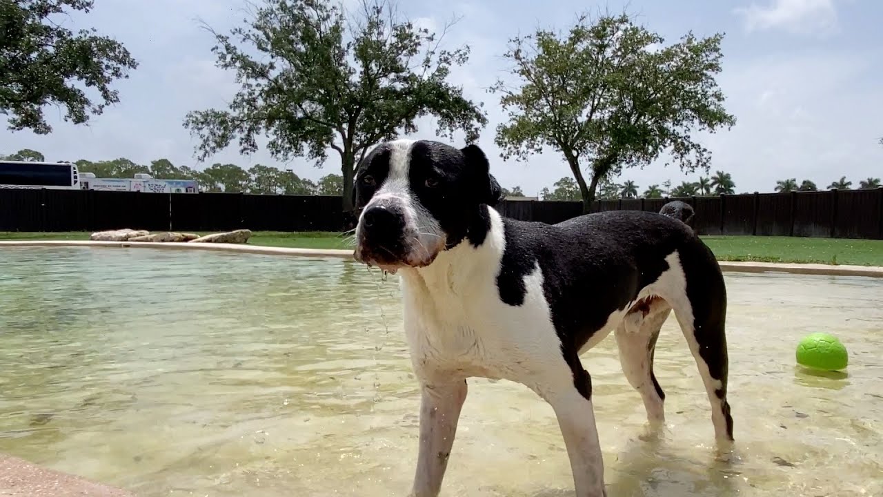 Adoptable Dogs PANDA Big Dog Ranch Rescue YouTube