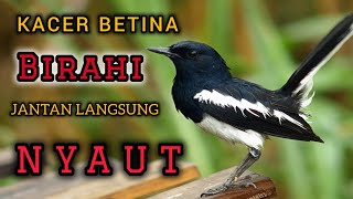Suara murai cacing betina panggil jantan !!