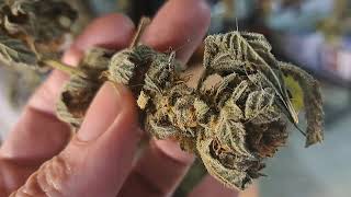 Growing Cannabis with Deacon Dave in Missouri...update on harvest..