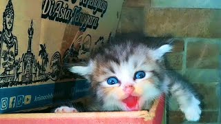 Download Lagu Suara Anak Kucing MP3