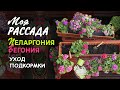 Моя рассада пеларгонии и бегонии. Уход и подкормки