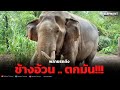 พลายรถถัง❗️ช้างอ้วนตกมัน💯#elephant