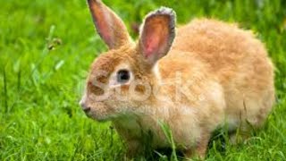 #rabbit#sweetrabbit#beautifulrabbit#smartrabbit#cuterabbit#playingrabbit#smallrabbit