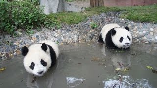 Pandas Bathing Compilation 2014 [NEW] by TheCutenessCode 26,995 views 9 years ago 4 minutes