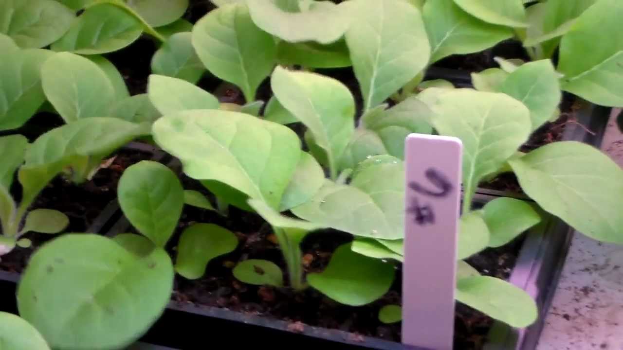 leaf texture of 33 day old tobacco plants
