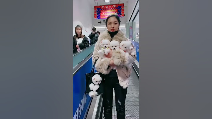Funny and Cute Pomeranian