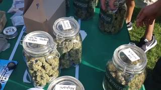 Budzilla Show - SE1EP5 - 2016 end of year show