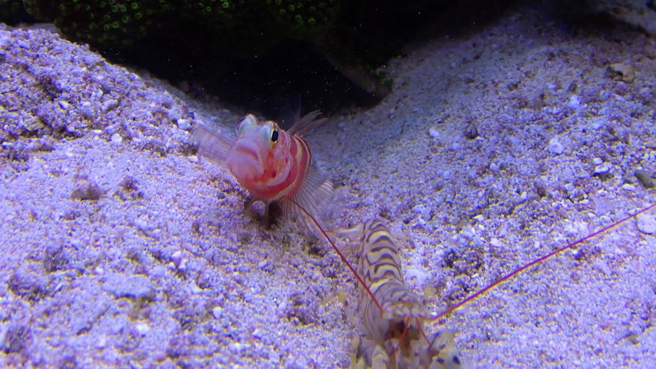 Knallkrebs mit Partnergrundel