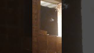IS GHOST FACE LOOKING AT ME WTF  #bigfoot