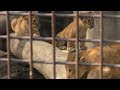3つ子のライオンの赤ちゃん (桐生が岡動物園) 2017年10月9日
