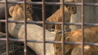 Three Baby Lion (Kiryugaoka Zoo, Gunma, Japan) October 9, 2017