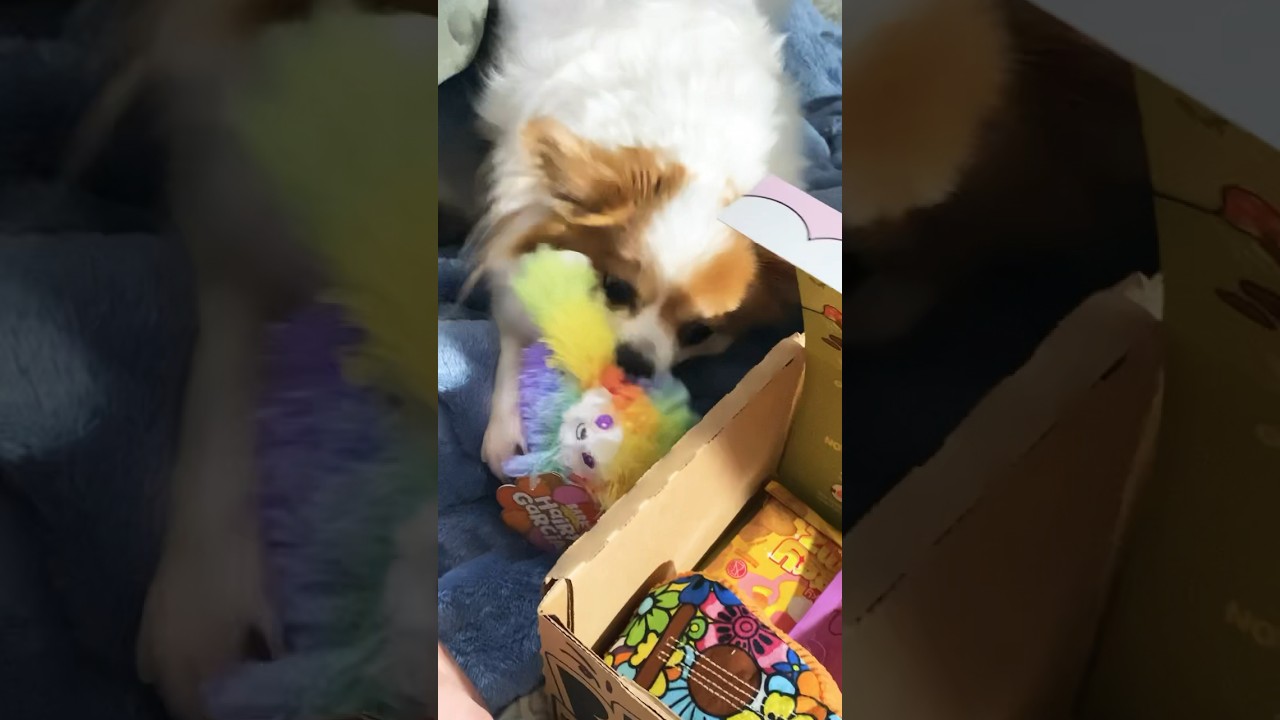 July Bark Box 