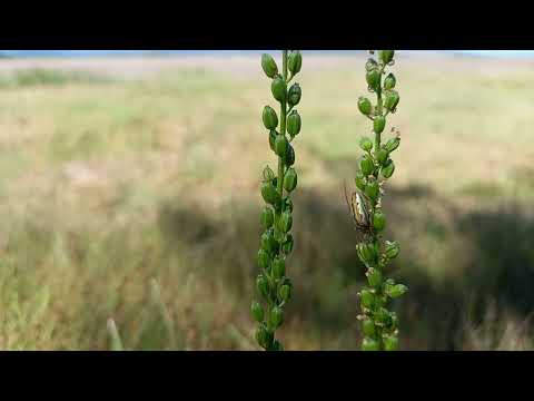 วีดีโอ: Arrowgrass Plant Info: ระบุ Seaside Arrowgrass