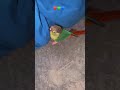 You don’t have to like me #birds #parrot #cutebaby