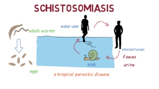 schistosomiasis patofiziológia