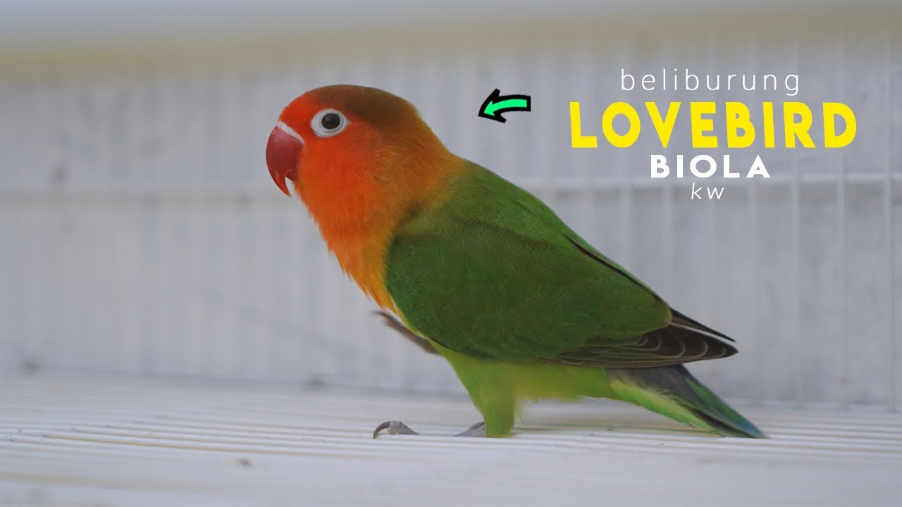 Beli lovebird biola ??? KW SUPER 🥳 