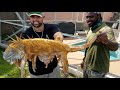 GIANT INVASIVE IGUANA LIZARD DEEP FRIED WHOLE! *CATCH & COOK*