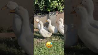 #duck #ducks