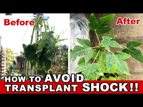 Vídeo: Evitando e corrigindo choque de transplante em plantas