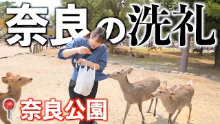 My husband and I spent a day in Nara and fell in love with the gourmet food and deer. screenshot 1