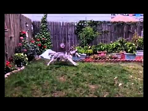 siberian husky; barking & zoomies over plastic