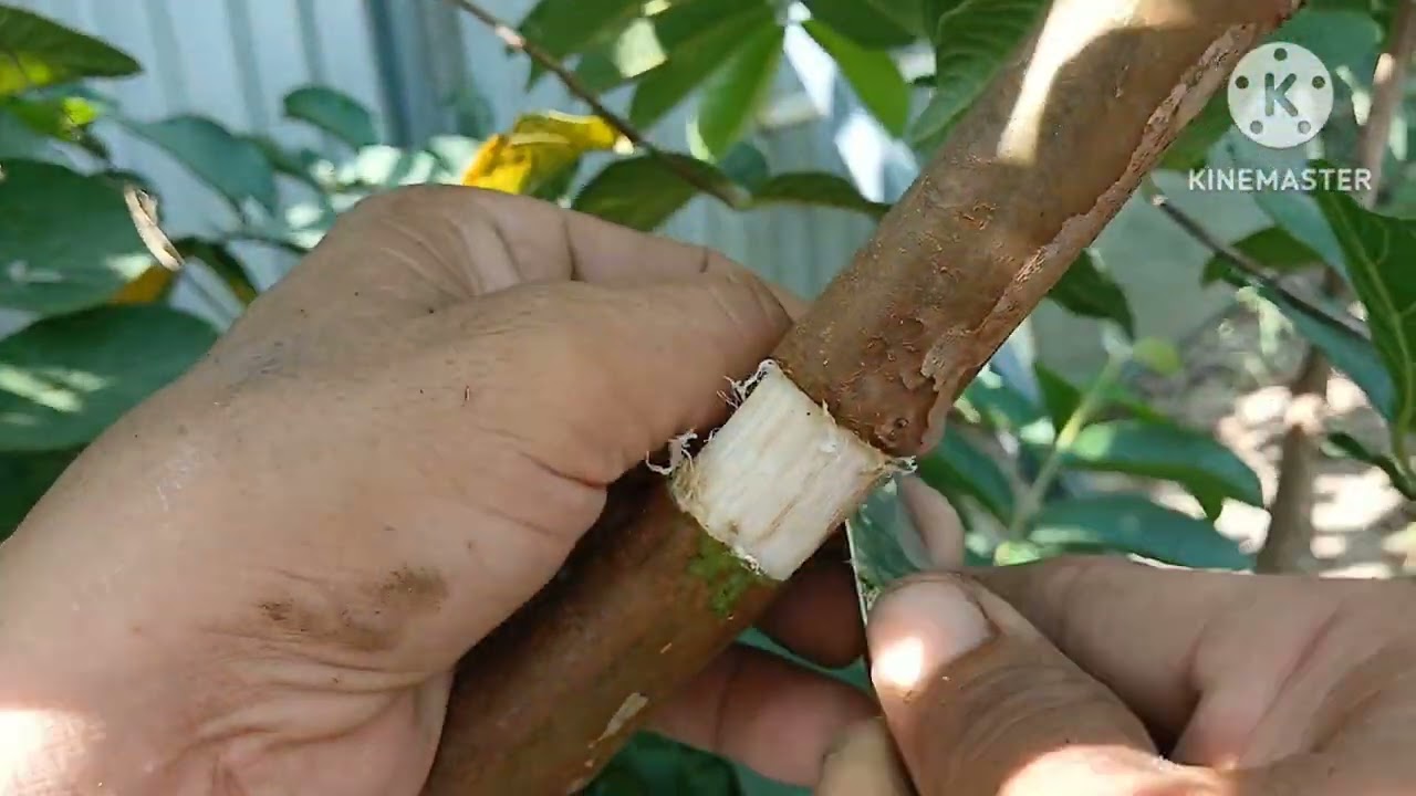 Chia sẻ Chiết cành ổi rất đơn giản