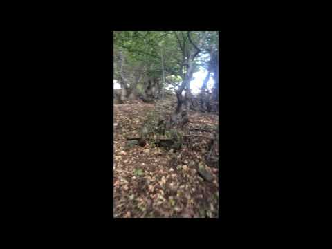 Chester - ის (2020)