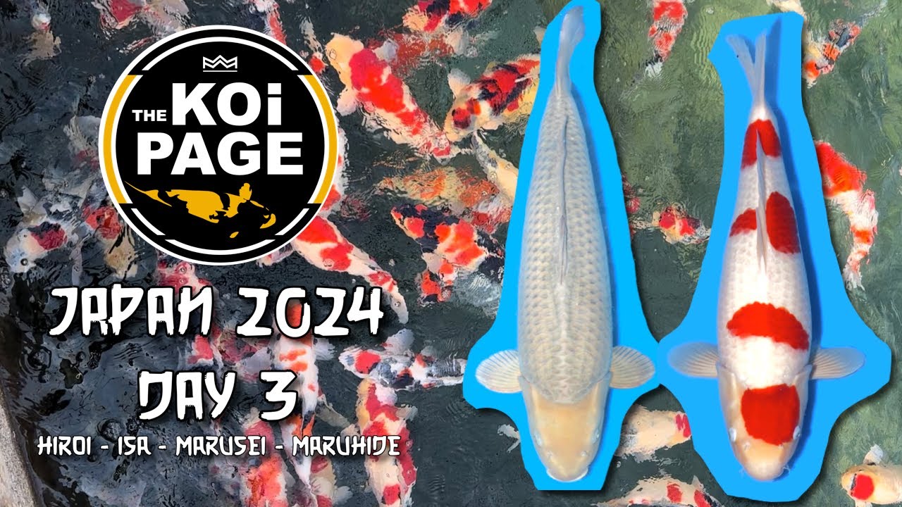 TheKoiPage | Japan Day 3 | Hiroi - Isa - Marusei - Maruhide